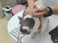 -瑞派动物医院·猫专科·至诚(江南中分院)