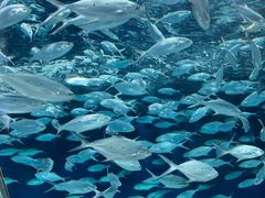-上海海洋水族馆