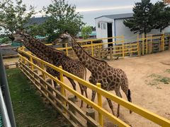 -西霞口神雕山野生动物世界