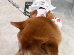 -纳吉亚猫专科动物医院·北北分院