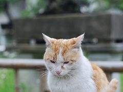 -留园