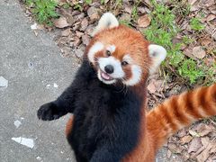 -合肥野生动物园