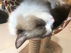 -飞行喵MR PILOT|猫舍·猫咖(静安大融城店)