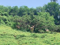 -海南热带野生动植物园