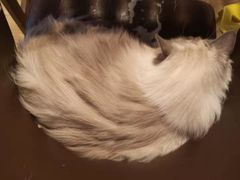 -Cappucimeow猫咪咖啡馆(韦伯时代店)