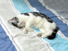-猫大福·Fortune Cat猫舍(百子湾店)