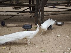 -秦皇岛野生动物园