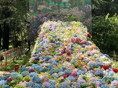 -上海共青森林公园