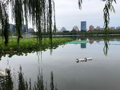 -莲花池公园