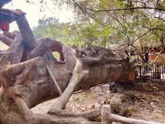 -天门沟九州驿站树上汤泉