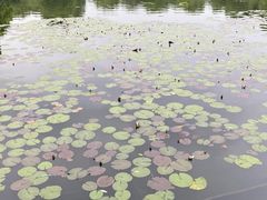 -西湖游船