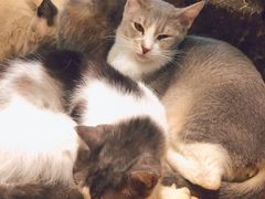 -more than meow吴止猫主题餐厅(承德 中船汇店)