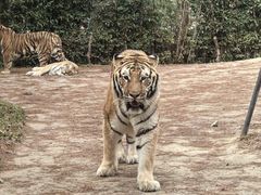 -上海野生动物园老虎餐厅