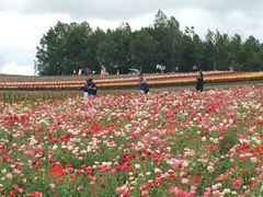 -富田农场