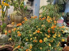 -双季花艺园艺市场(浦东店)