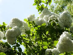 -桃花岛景观公园