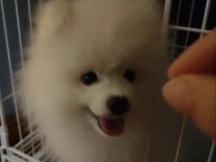 -翊宠yipet猫狗购宠庄园犬舍•猫舍