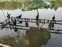 -长兴太湖图影湿地文化园