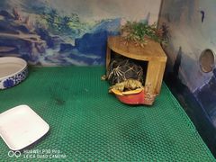 -上海大自然野生昆虫馆(东方明珠·爬宠昆虫探索中心)