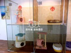 猫咪寄养区-奶牛家宠物酒店(嘉宏云顶店)