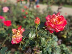 -深圳国际园林花卉博览园