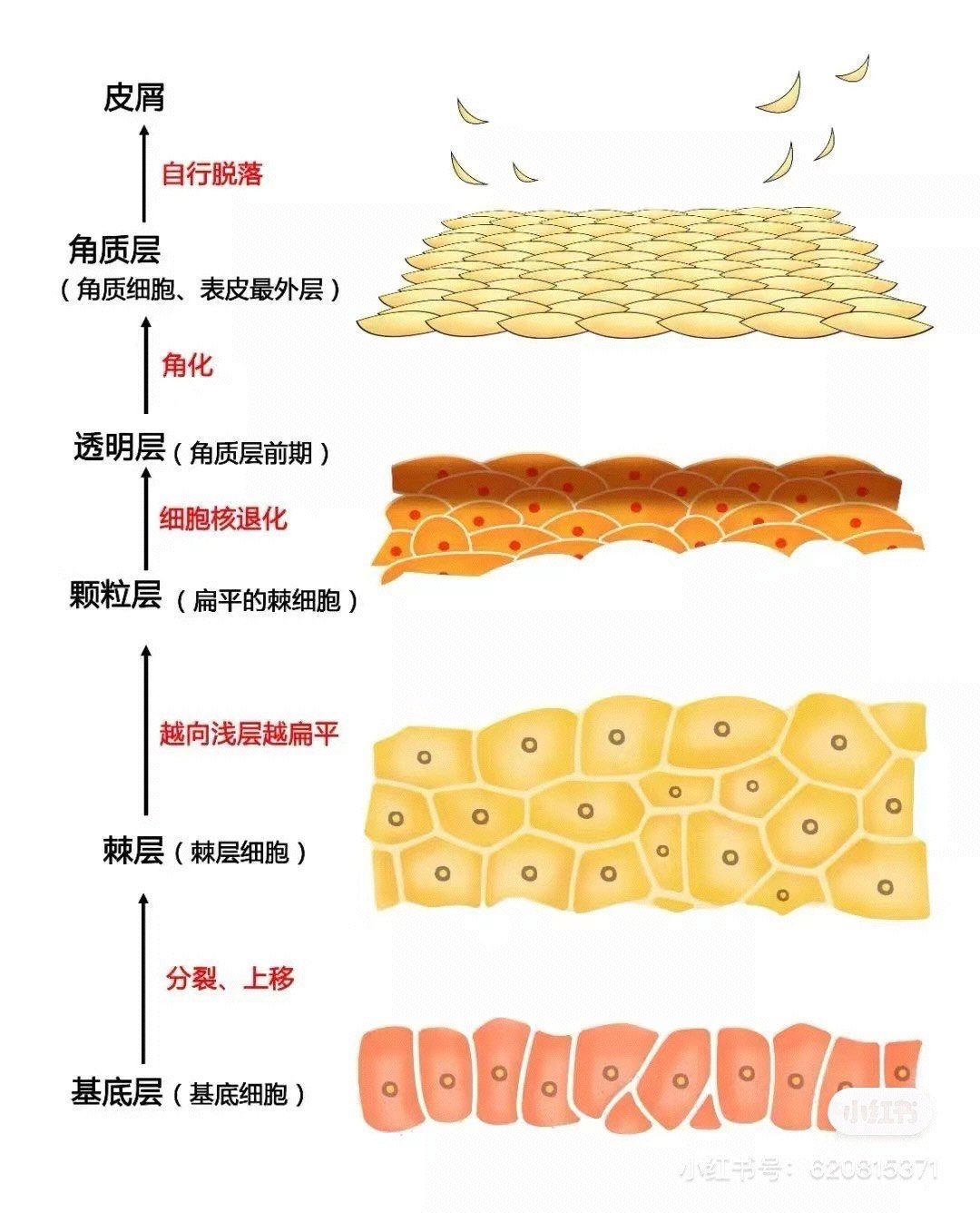 皮肤生理学之《表皮层》