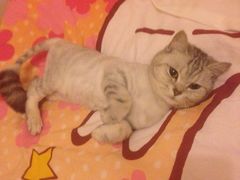 爱侣宠物医院(灵石路总店)-爱侣宠医·鹦鹉专科·小型哺乳类·异宠专科(灵石路店)