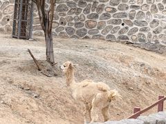 -石家庄市动物园