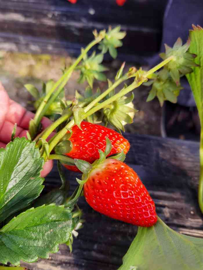 宝山凤冠奶油草莓基地