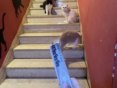 -猫爷宠物生活馆·撸猫馆