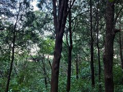 -北京西山国家森林公园