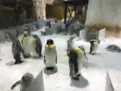 -大连圣亚海洋世界