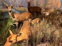 -陕西自然博物馆