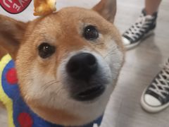 -柴迷FANS CLUB·柴犬狗咖·猫咖