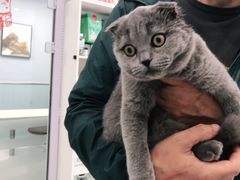 -纳吉亚猫专科动物诊疗中心(蒋宅口分院)
