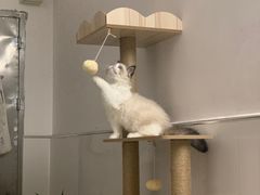 -lincat·猫舍(广州店)