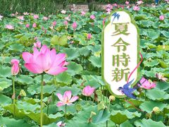 -莲花池公园