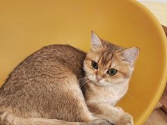 -有喵·猫咖·狗咖·40+猫狗有小奶狗(岗厦店)