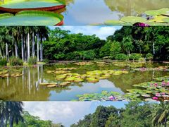 -中国科学院西双版纳热带植物园