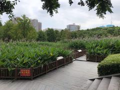 -五缘湾湿地公园