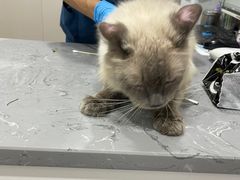 -四月宠物医院·猫专科·心脏专科·内科(转塘店)