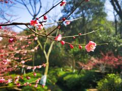 -杭州半山国家森林公园