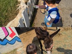 -前小桔亲子创意农场·草莓采摘·露营烧烤