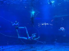 -烟台海昌鲸鲨海洋公园