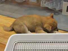 -狗道宠物(常熟印象城店)