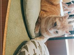 -CAT’S MEWSTAR CAFE·喵星球猫屋(晴湾咖啡店)