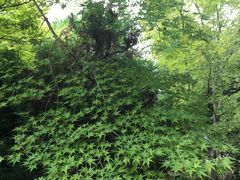 -西芳寺(苔寺)