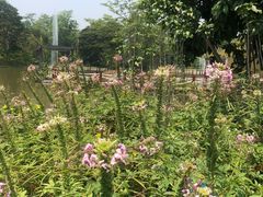 -中国科学院西双版纳热带植物园
