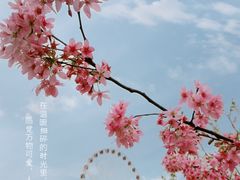 -顾村公园