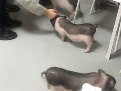 -我爱猫咪·猫咖·狗咖·安哥拉兔·羊驼咖(小寨华旗店)